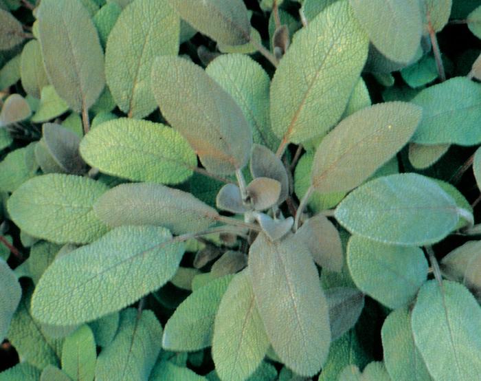 'Purpurascens' Purple Sage - Salvia officinalis from Paradise Acres Garden Center