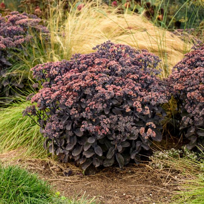 Rock 'N Grow&reg; 'Back in Black' - Sedum from Paradise Acres Garden Center