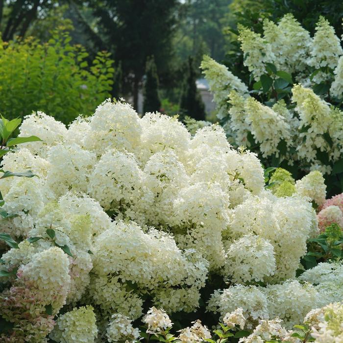 Puffer Fish&reg; - Hydrangea paniculata from Paradise Acres Garden Center