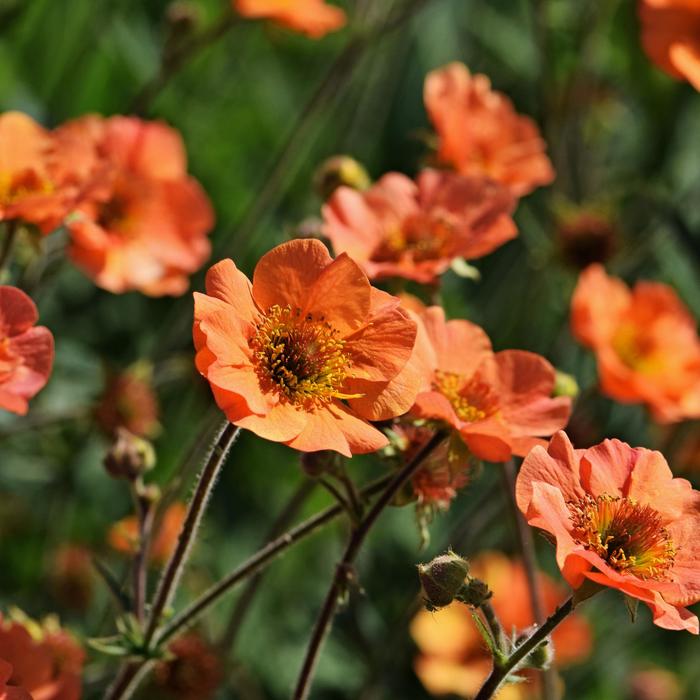 'Totally Tangerine' Avens - Geum from Paradise Acres Garden Center