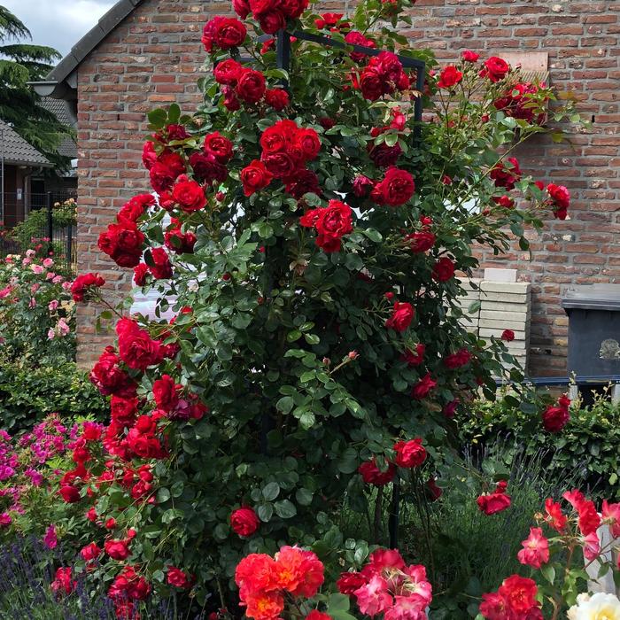 Arborose&reg; 'Florentina&trade;' - Rosa (Climbing Rose) from Paradise Acres Garden Center
