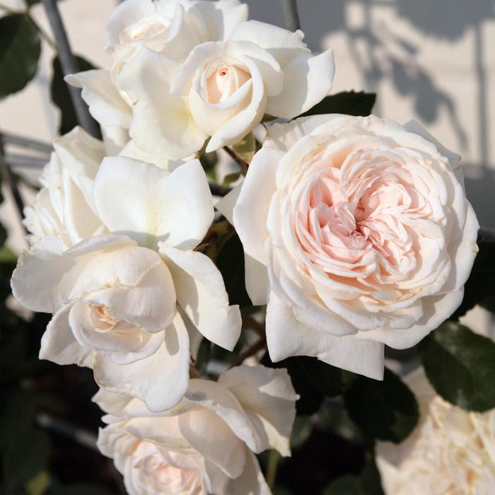 Arborose&reg; 'Honeymoon&trade;' - Rosa (Climbing Rose) from Paradise Acres Garden Center