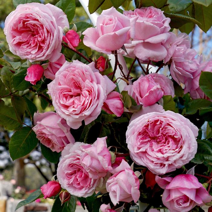 Arborose&reg; 'Kiss Me Kate&trade;' - Rosa (Climbing Rose) from Paradise Acres Garden Center