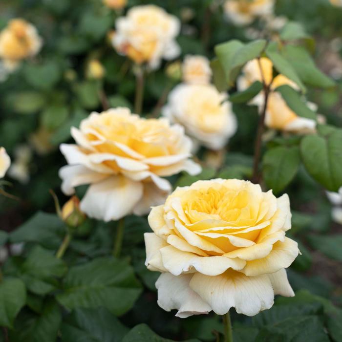 Romantica&reg; 'Moonlight' Hybrid Tea Rose - Rosa from Paradise Acres Garden Center
