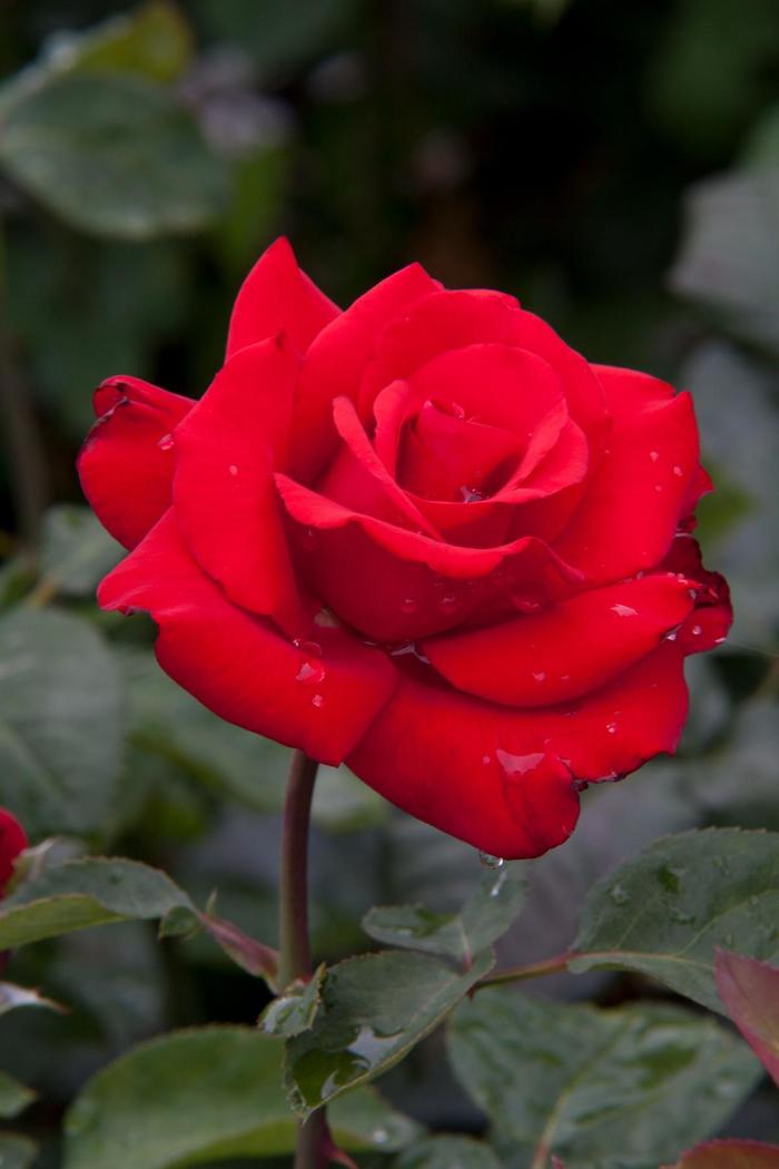 Eleganza&reg; 'Grande Amore&trade;' - Rosa (Rose) from Paradise Acres Garden Center