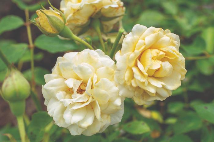 'Buttercream Drift&reg;' Rose - Rosa from Paradise Acres Garden Center