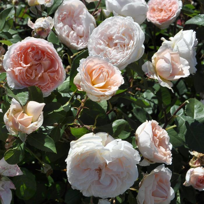 Parfuma&reg; 'Bliss' - Rosa (Hybrid Tea Rose) from Paradise Acres Garden Center