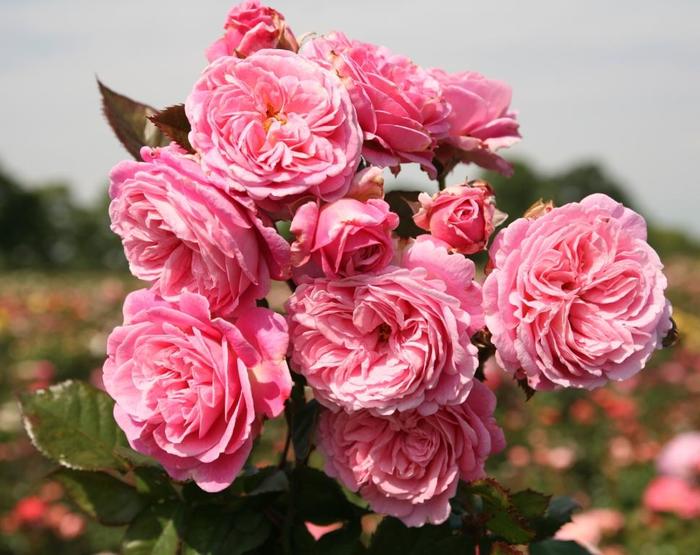 Parfuma&reg; 'Summer Romance&trade;' - Rosa (Rose) from Paradise Acres Garden Center