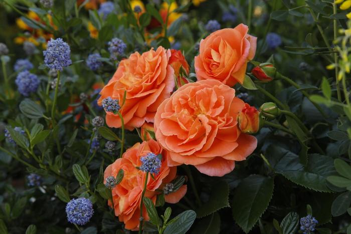 Veranda&reg; Mango - Rosa (Rose) from Paradise Acres Garden Center
