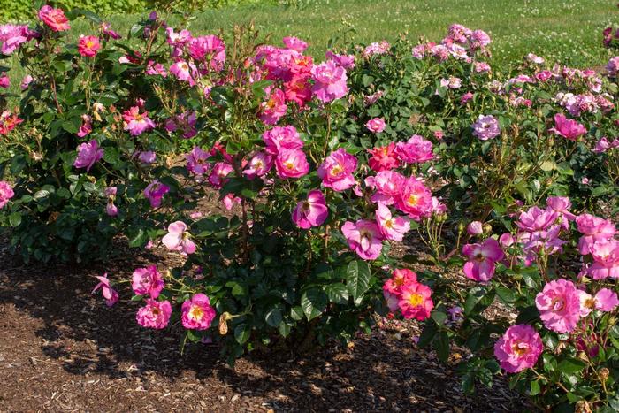 'Shining Moment&trade;' Rose - Rosa from Paradise Acres Garden Center