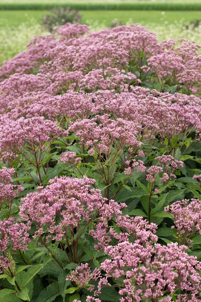 Euphoria&trade; 'Ruby' - Eupatorium purpureum (Dwarf Joe-Pye Weed) from Paradise Acres Garden Center