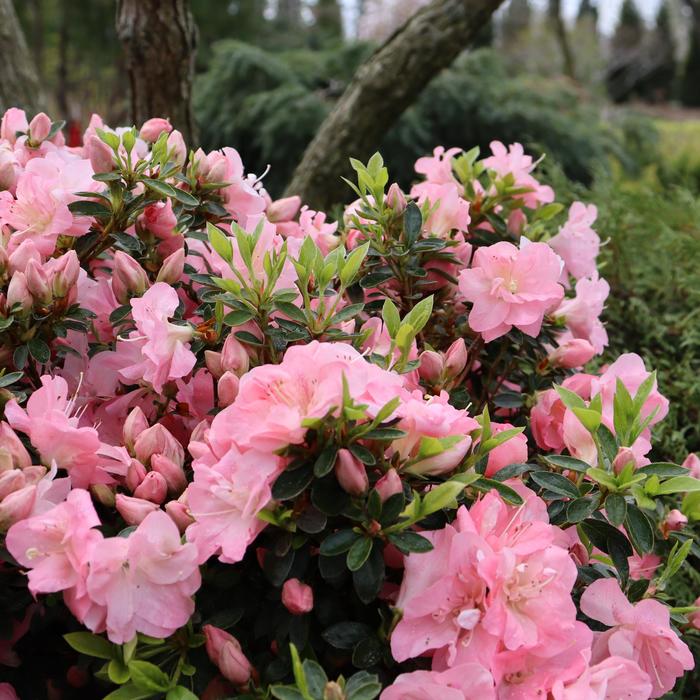 'Perfecto Mundo Pink Carpet&reg;' Reblooming Azalea - Rhododendron from Paradise Acres Garden Center