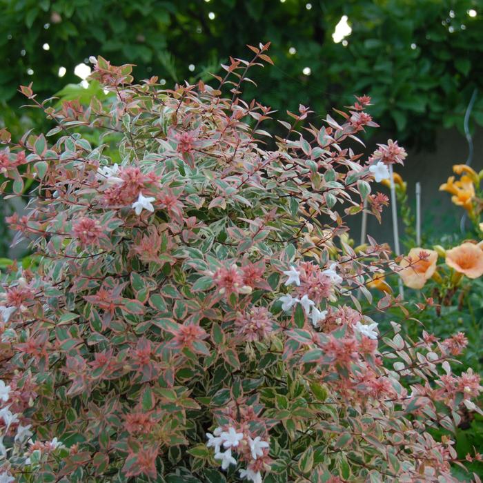 Tres Amigos&reg; - Abelia x grandiflora from Paradise Acres Garden Center