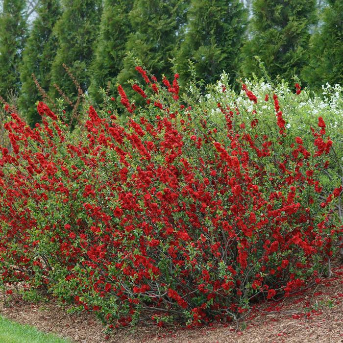 Double Take&reg; 'Scarlet' - Chaenomeles speciosa (Quince) from Paradise Acres Garden Center