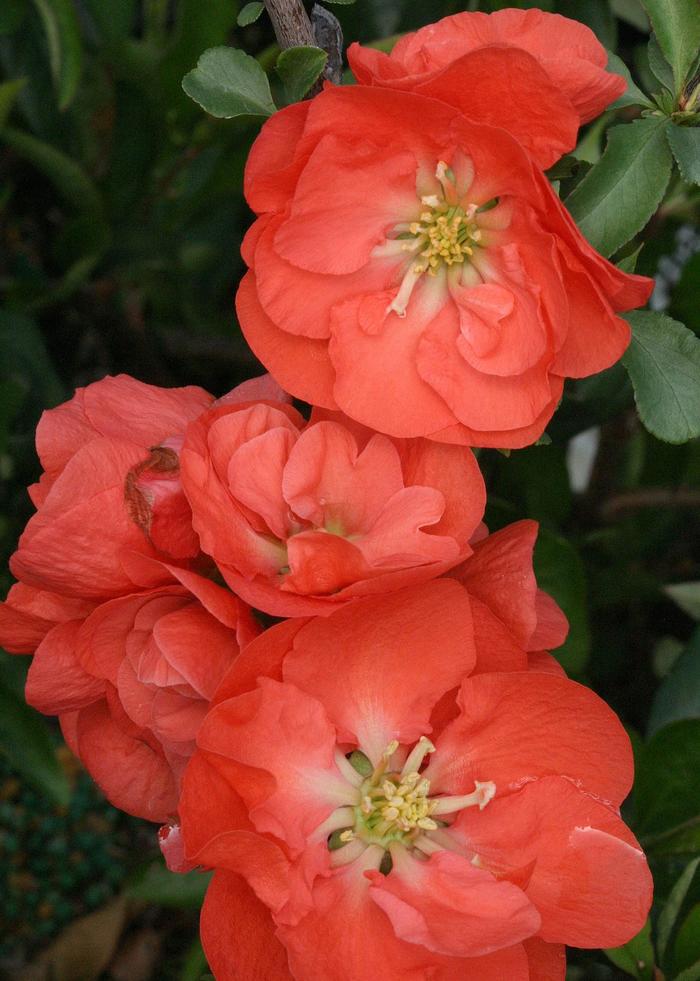 Double Take&reg; 'Orange' - Chaenomeles speciosa (Quince) from Paradise Acres Garden Center