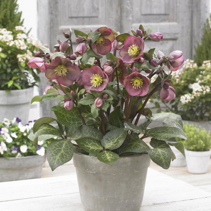 Frostkiss&reg; 'Pippa's Purple&reg;' - Helleborus (Lenten Rose) from Paradise Acres Garden Center