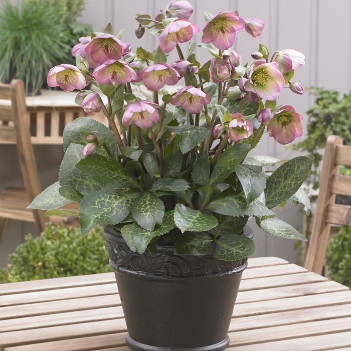 Frostkiss&reg; 'Dorothy's Dawn&trade;' - Helleborus (Lenten Rose) from Paradise Acres Garden Center
