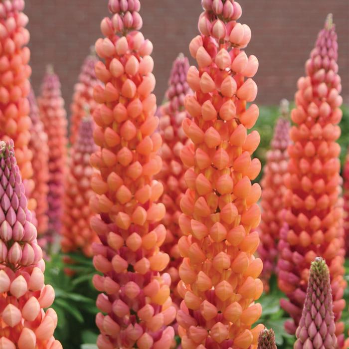 Westcountry&trade; 'Salmon Star' - Lupinus polyphyllus (Lupine) from Paradise Acres Garden Center