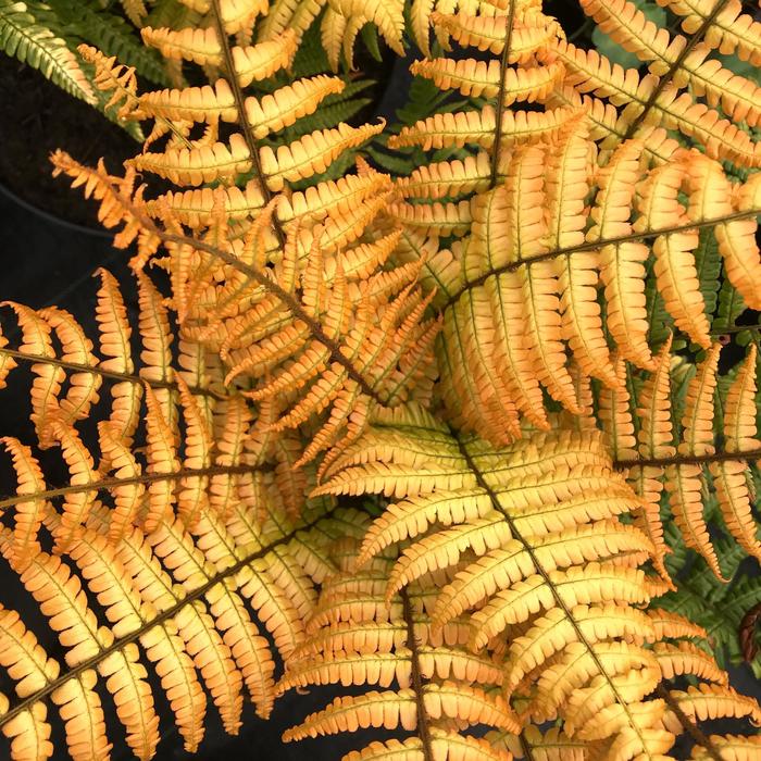 'Jurassic Gold' Hardy Fern - Dryopteris wallichiana from Paradise Acres Garden Center