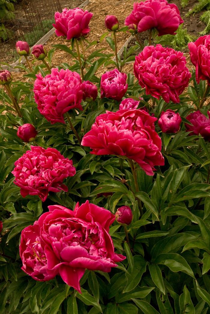 'Karl Rosenfeld' Peony - Paeonia lactiflora from Paradise Acres Garden Center