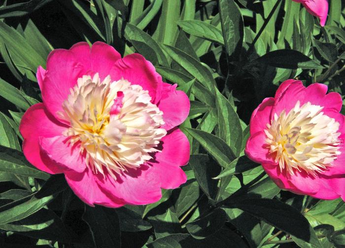 'Gay Paree' Peony - Paeonia lactiflora from Paradise Acres Garden Center