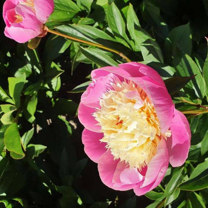 'Bowl of Beauty' Peony - Paeonia lactiflora from Paradise Acres Garden Center
