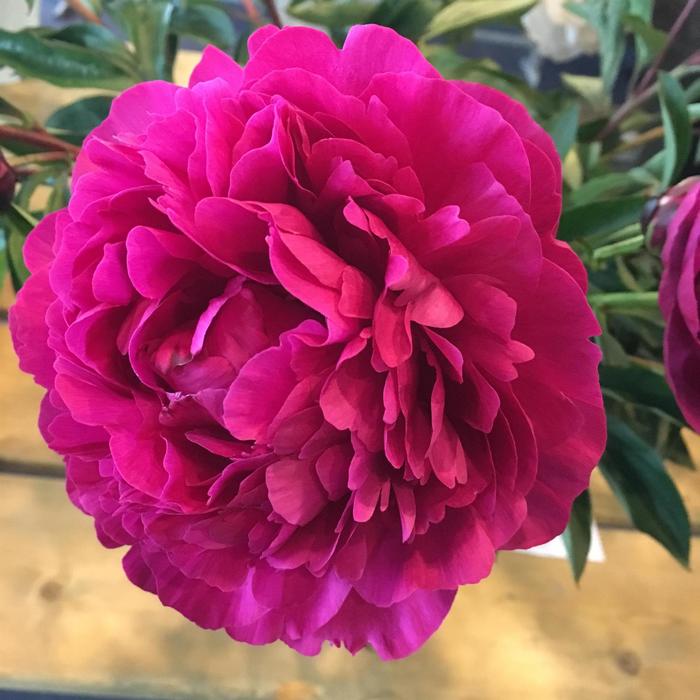 'Kansas' Peony - Paeonia lactiflora from Paradise Acres Garden Center