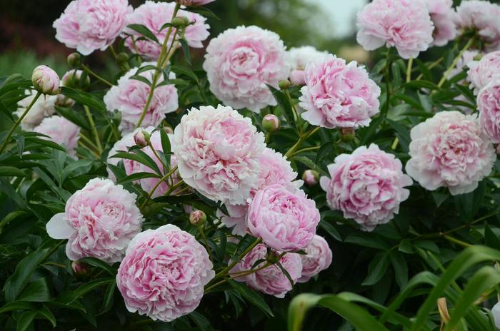 'Sarah Bernhardt' Peony - Paeonia lactiflora from Paradise Acres Garden Center