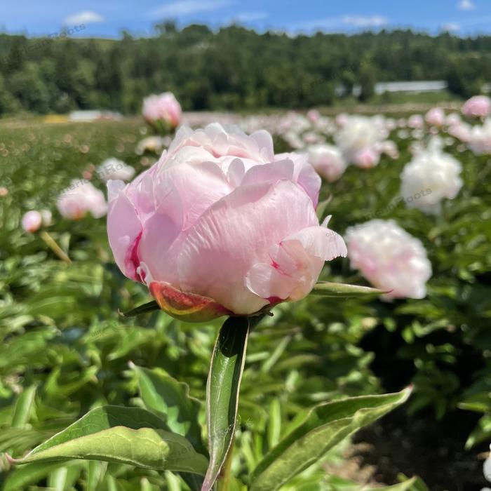 'Shirley Temple' Peony - Paeonia lactiflora from Paradise Acres Garden Center