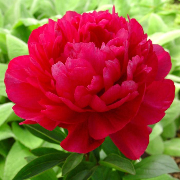'Red Sarah Bernhardt' Peony - Paeonia lactiflora from Paradise Acres Garden Center