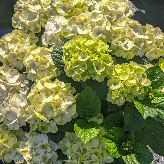 'Grin and Tonic&trade;' Bigleaf Hydrangea - Hydrangea macrophylla from Paradise Acres Garden Center