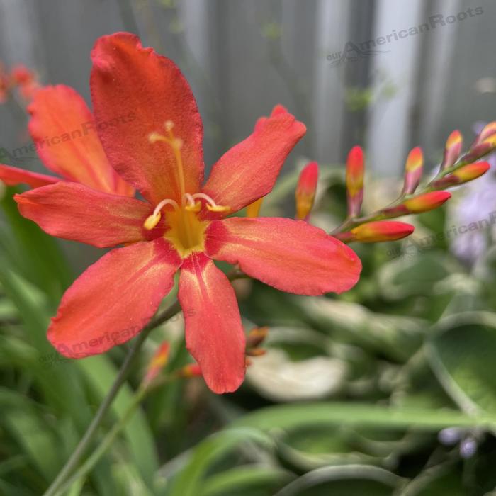 'Sharona' Montbretia - Crocosmia aurea from Paradise Acres Garden Center