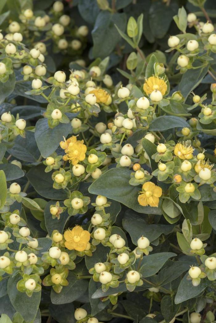FloralBerry&reg; 'Chardonnay' - Hypericum x inodorum (St. John's Wort) from Paradise Acres Garden Center