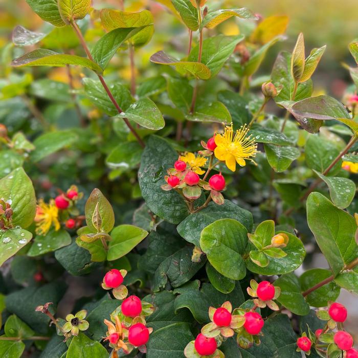 FloralBerry&reg; 'Rose' - Hypericum x inodorum from Paradise Acres Garden Center