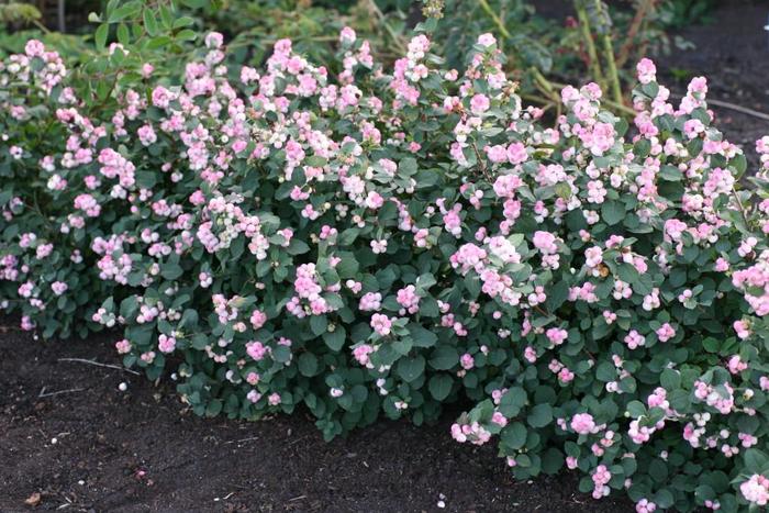 'Pinky Promise&trade;' Coral Berry - Symphoricarpos x doorenbosii from Paradise Acres Garden Center
