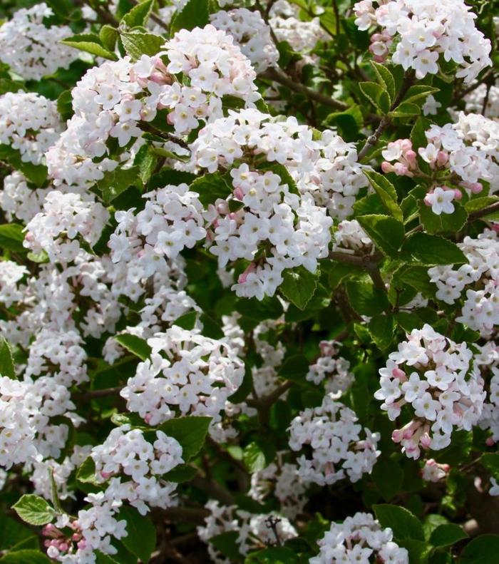 'Sugar n' Spice&trade;' Koreanspice Viburnum - Viburnum carlesii from Paradise Acres Garden Center