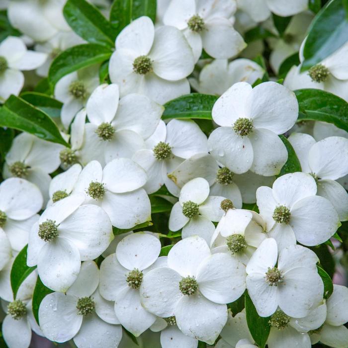Empress of China&reg; Dogwood - Cornus angustata from Paradise Acres Garden Center