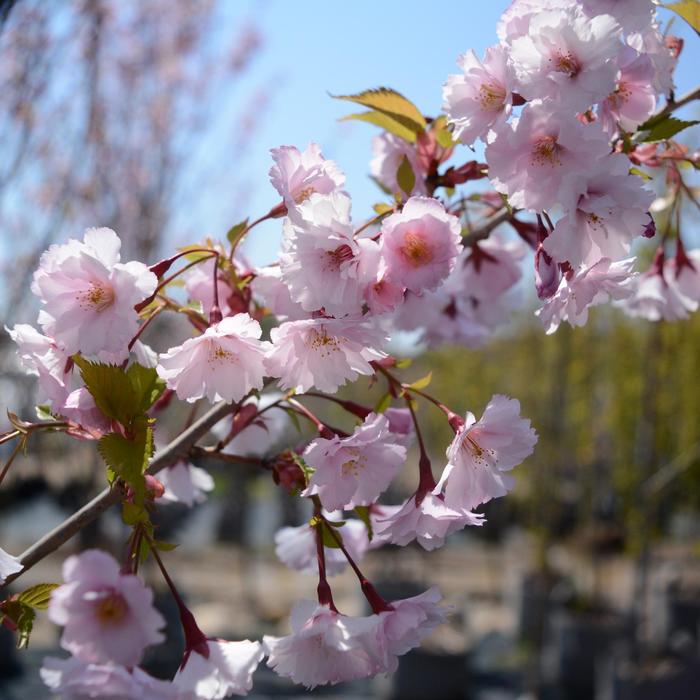 'First Blush&reg;' Flowering Cherry - Prunus from Paradise Acres Garden Center