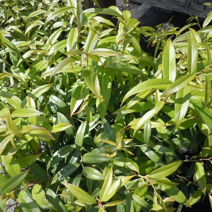 'Squirt&trade;' Compact Leucothoe - Leucothoe axillaris from Paradise Acres Garden Center