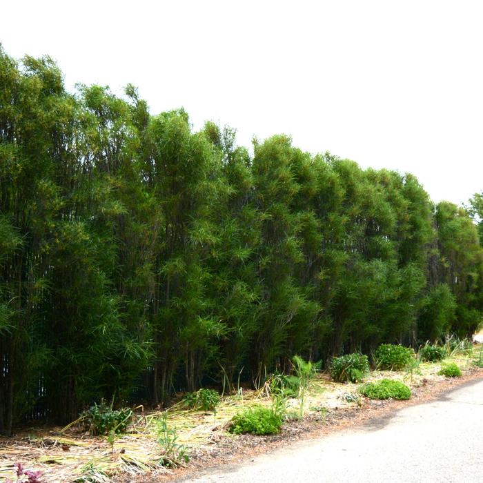 ''Fine Line&reg;'' Buckthorn - Rhamnus frangula from Paradise Acres Garden Center