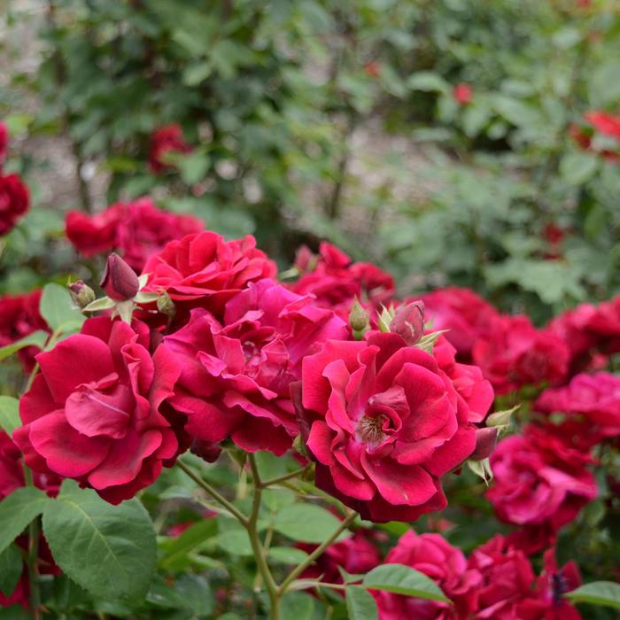'Oklahoma' Rose - Rosa from Paradise Acres Garden Center