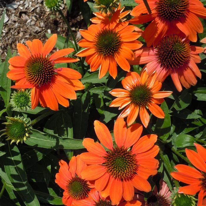 Artisan&trade; 'Soft Orange' - Echinacea (Coneflower) from Paradise Acres Garden Center