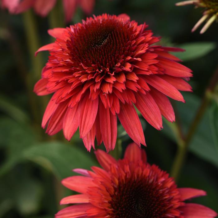 Double Scoop&trade; 'Raspberry Deluxe' - Echinacea (Coneflower) from Paradise Acres Garden Center