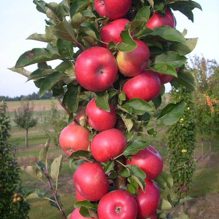 Fruit Snacks&reg; Tasty Red&trade; - Malus (Apple) from Paradise Acres Garden Center
