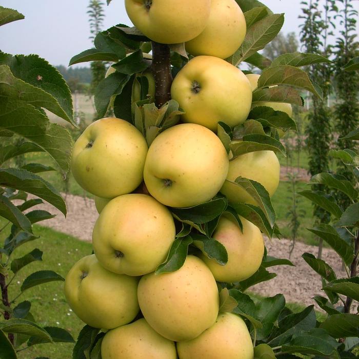 Fruit Snacks&reg; Golden Treat&trade; - Malus (Apple) from Paradise Acres Garden Center