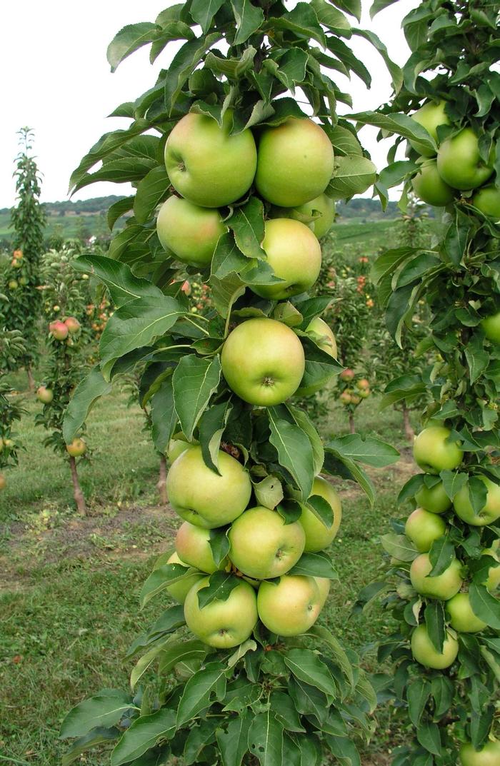Fruit Snacks&reg; Tangy Green&trade; - Malus (Columnar Apple) from Paradise Acres Garden Center