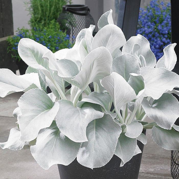 'Angel Wings' Sea Cabbage - Senecio candicans from Paradise Acres Garden Center