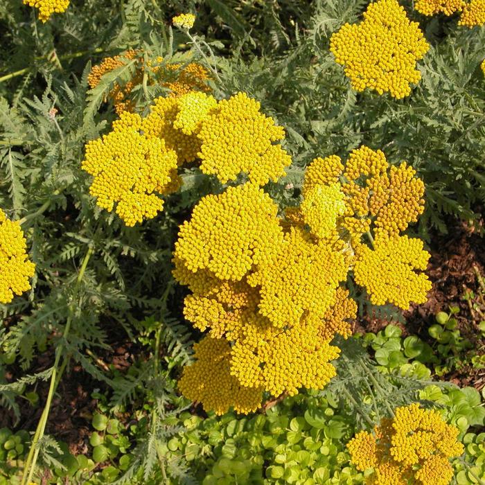 'Coronation Gold' Yarrow - Achillea from Paradise Acres Garden Center