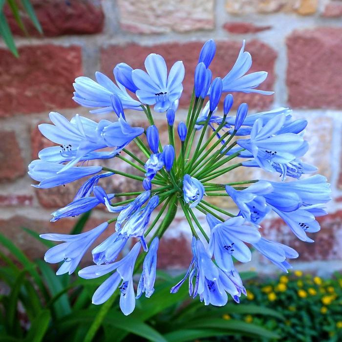 African Lily - Agapanthus africanus from Paradise Acres Garden Center
