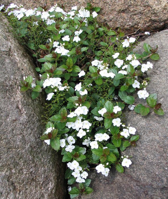 'Whitewater' Creeping Speedwell - Veronica from Paradise Acres Garden Center